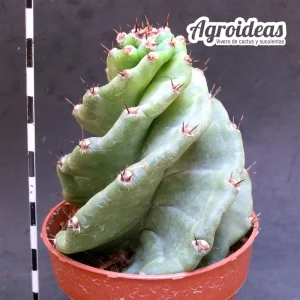 Cereus forbesii "Spiralis"