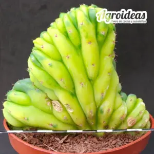 Trichocereus pachanoi "Cristata & Variegata"