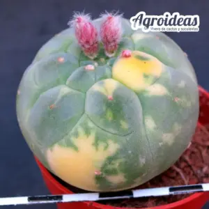 Matucana madisoniorum "Variegata"