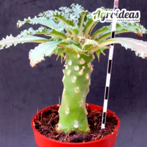 Dorstenia lavranii "hembra"
