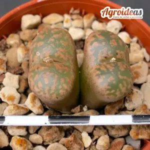 Conophytum pellucidum "Tweefontein ARM1194"