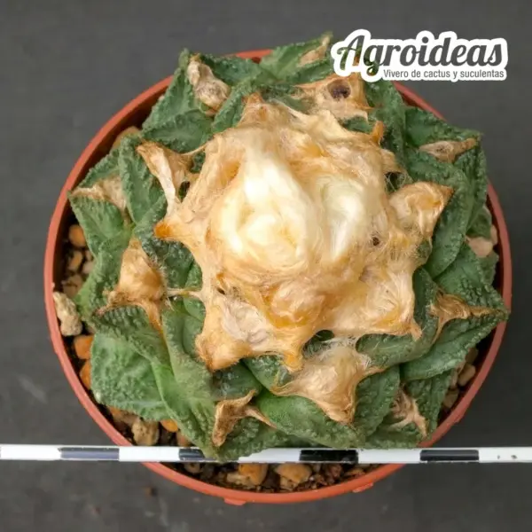 Ariocarpus fissuratus "Ejemplar 10 años" - Imagen 3