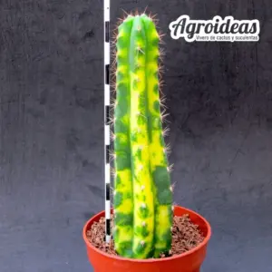Trichocereus pachaoni "San Pedro" variegata