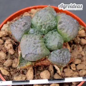 Ariocarpus lloydii fr. “Vista Hermosa”