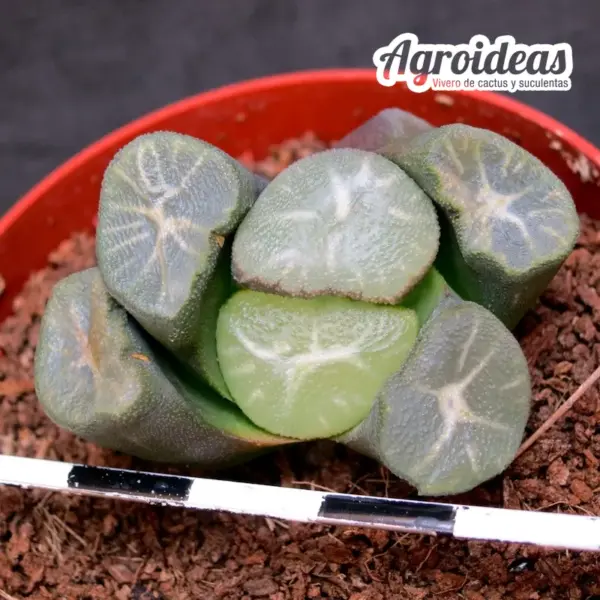 Haworthia maughanii cv. Gyokuryu - Imagen 2