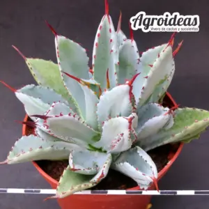 Agave potatorum "Cubic" ejemplar