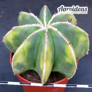 Astrophytum hakujo "Selección" var. nudum