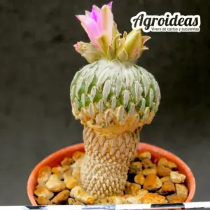 Pelecyphora aselliformis