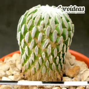 Pelecyphora aselliformis