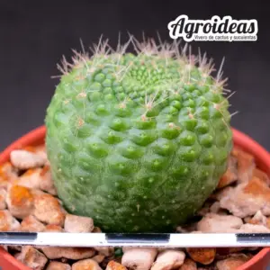 Rebutia krainziana f. nuda