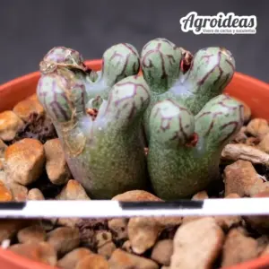 Conophytum luckhoffii "Karoo Garden"