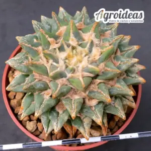 Ariocarpus X kotschoubeyanus "Híbrido Agroideas 16 años"