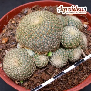 Sulcorebutia heliosoides "Selección M-11"
