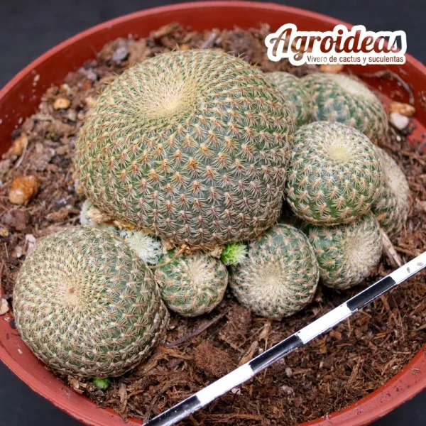 Sulcorebutia heliosoides "Selección M-11"