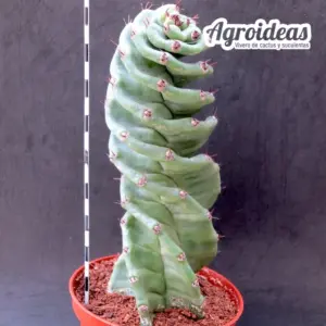 Cereus forbesii "Spiralis"