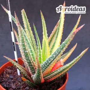 Haworthia attenuata v. radula "Variegata"