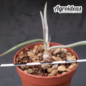 Digitostigma caput-medusae