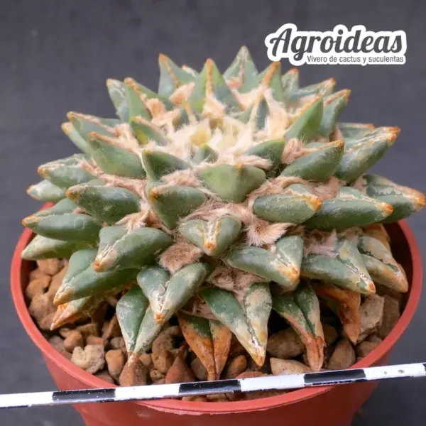Ariocarpus X kotschoubeyanus "Híbrido Agroideas 16 años" - Imagen 3