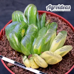 Haworthia «Seiko nishiki» Variegata