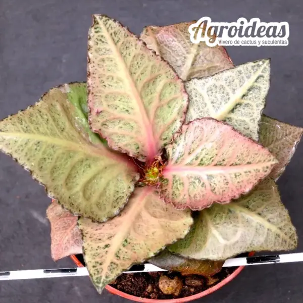 Euphorbia X francoisii crassicaulis var. rubrifolia - Imagen 2