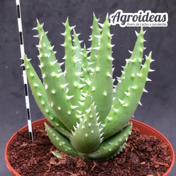 Aloe X erinacea "Ejemplar" - Imagen 2
