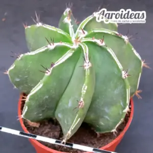 Astrophytum "Hakujo" multicostatum var. nudum