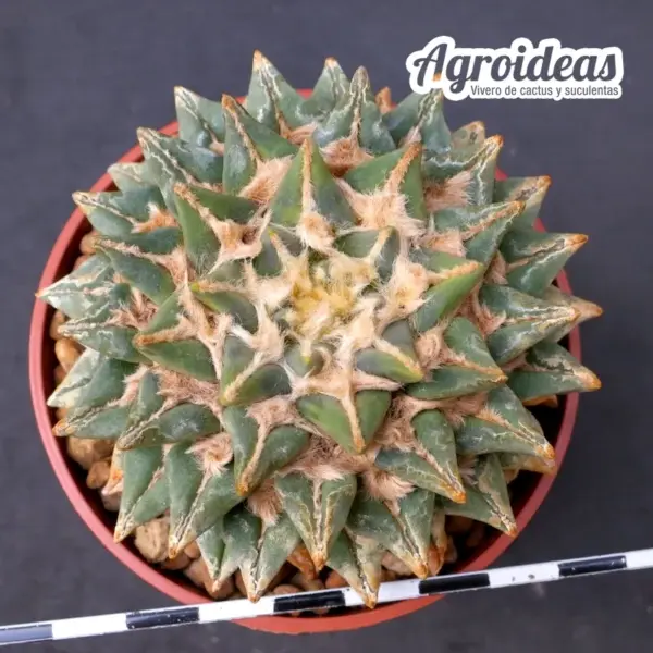 Ariocarpus X kotschoubeyanus "Híbrido Agroideas 16 años" - Imagen 2