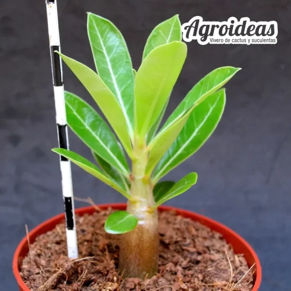 Adenium obesum - Imagen 2