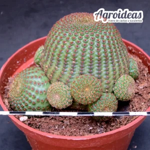Sulcorebutia heliosoides "Selección M-11"