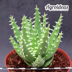 Aloe X erinacea "Ejemplar"