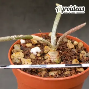 Digitostigma caput-medusae