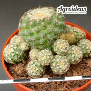 Discocactus buenekerii