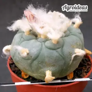 Lophophora koehresii "4 años"