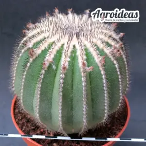 Uebelmannia pectinifera "Ejemplar" MØ-11cm