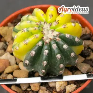 Discocactus horstii "variegata"