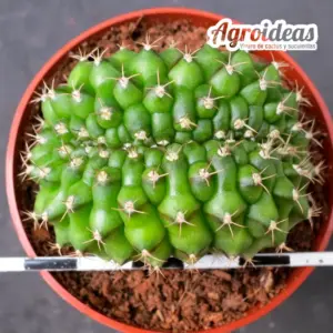 Gymnocalycium anisitsii "cristata"