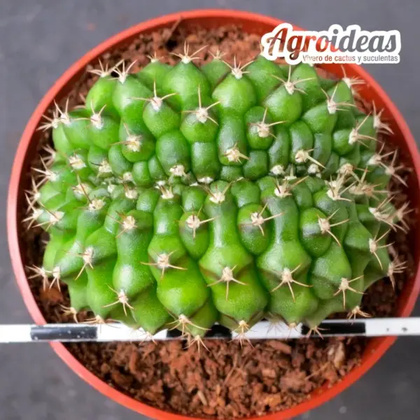 Gymnocalycium anisitsii "cristata"