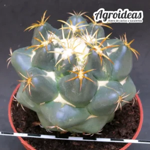 Coryphantha elephantides "Ejemplar M-11 cm"
