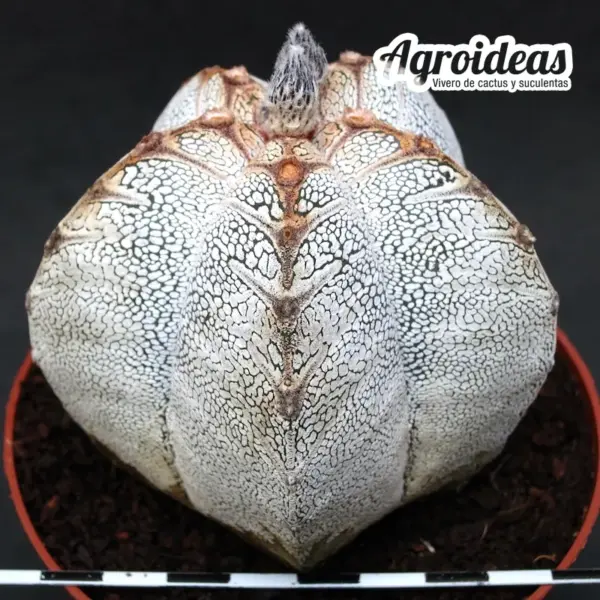 Astrophytum V-Zuka "Gran Ejemplar" - Imagen 2