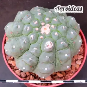 Astrophytum nudum cv. "Kikko Turtle"