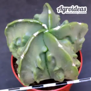 Astrophytum «fukuryu» var. nudum