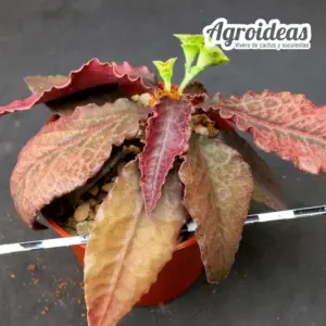 Euphorbia X francoisii var. crassicaulis "rubrifolia"