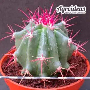 Ferocactus stainesii "Ejemplar" MØ-13cm