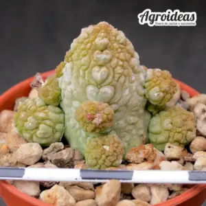 Pseudolithos migiurtinus X dodsonianus