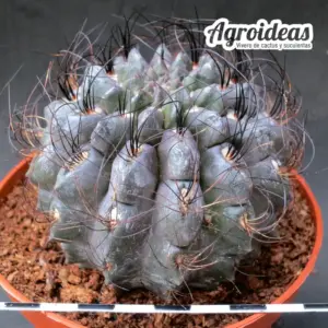 Eriosyce crispa "Ejemplar" MØ-11cm