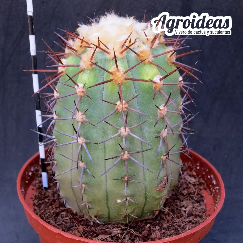 Copiapoa marginata "Ejemplar"