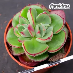 Echeveria "Exclava"