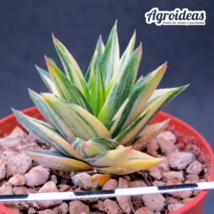 Haworthia viscosa “variegata”