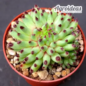 Sempervivum "Grigg's Surprise"