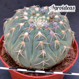 Gymnocalycium X triacanthum "fr. tortuosa"